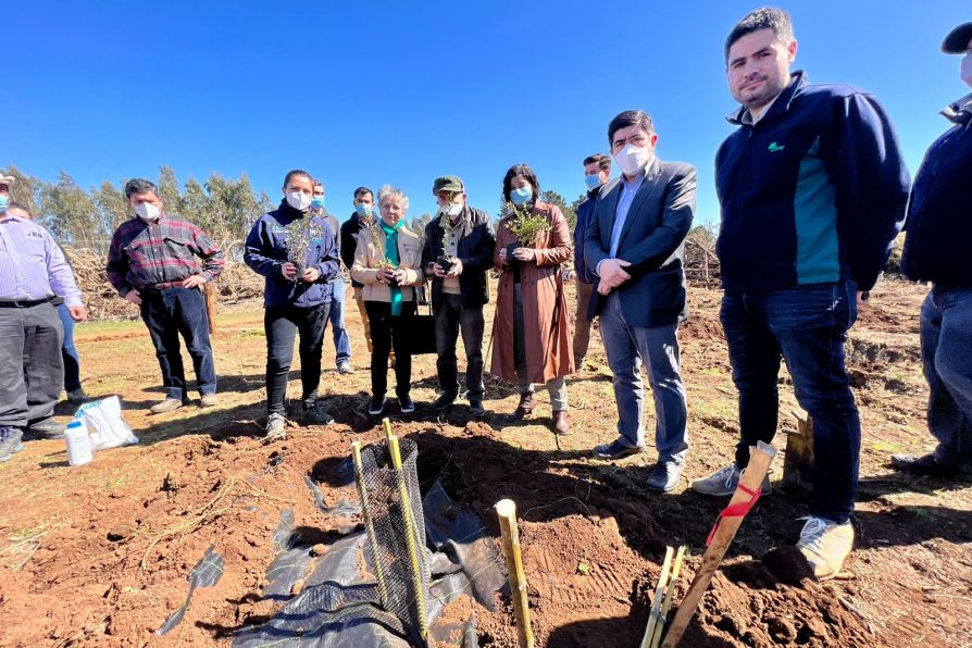 Plan “Siembra por Chile” cubrirá más de 500 hectáreas en la región del Biobío