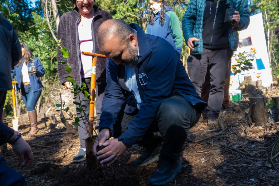 Plantan 1.400 árboles nativos en programa de restauración ecológica de Parque Metropolitano Cerro Caracol